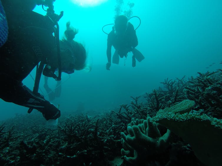 Julia Kubanek during fieldwork in Fiji (Courtesy of Julia Kubanek)