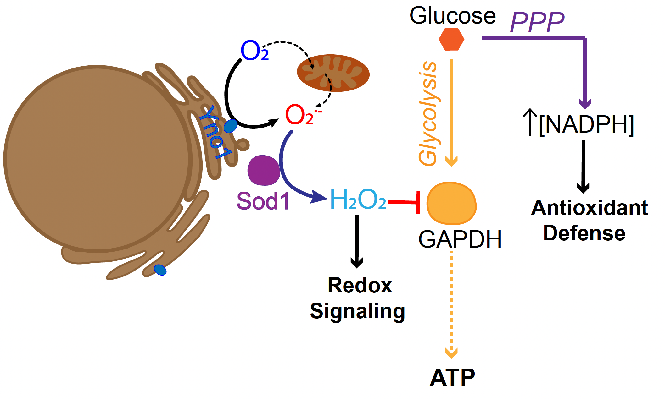 A graphic showing the oxidation/antioxidation process. (Graphic courtesy Amit Reddi)