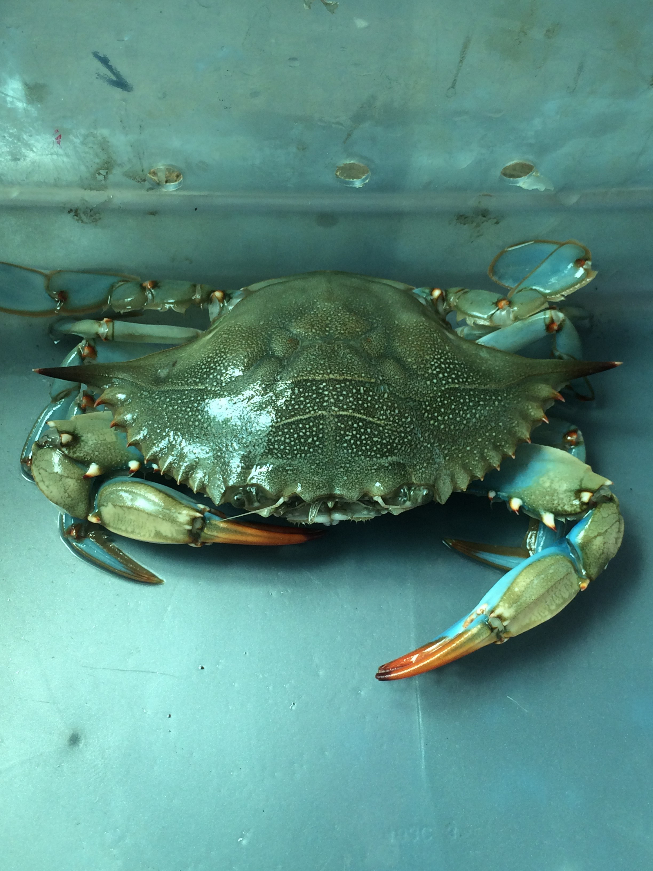 Little mud crabs in tank