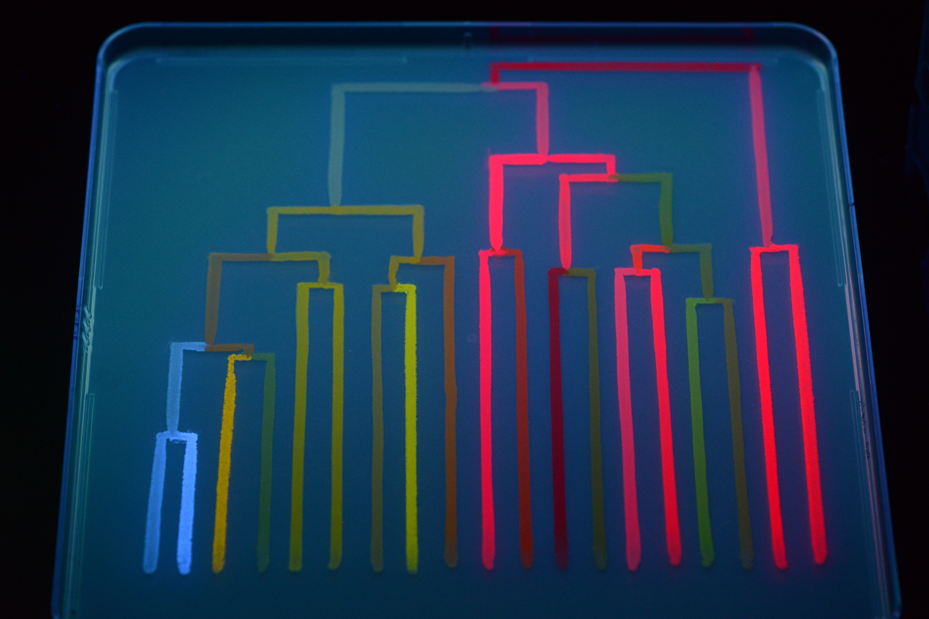 Phylogeny for ASR benchmarking