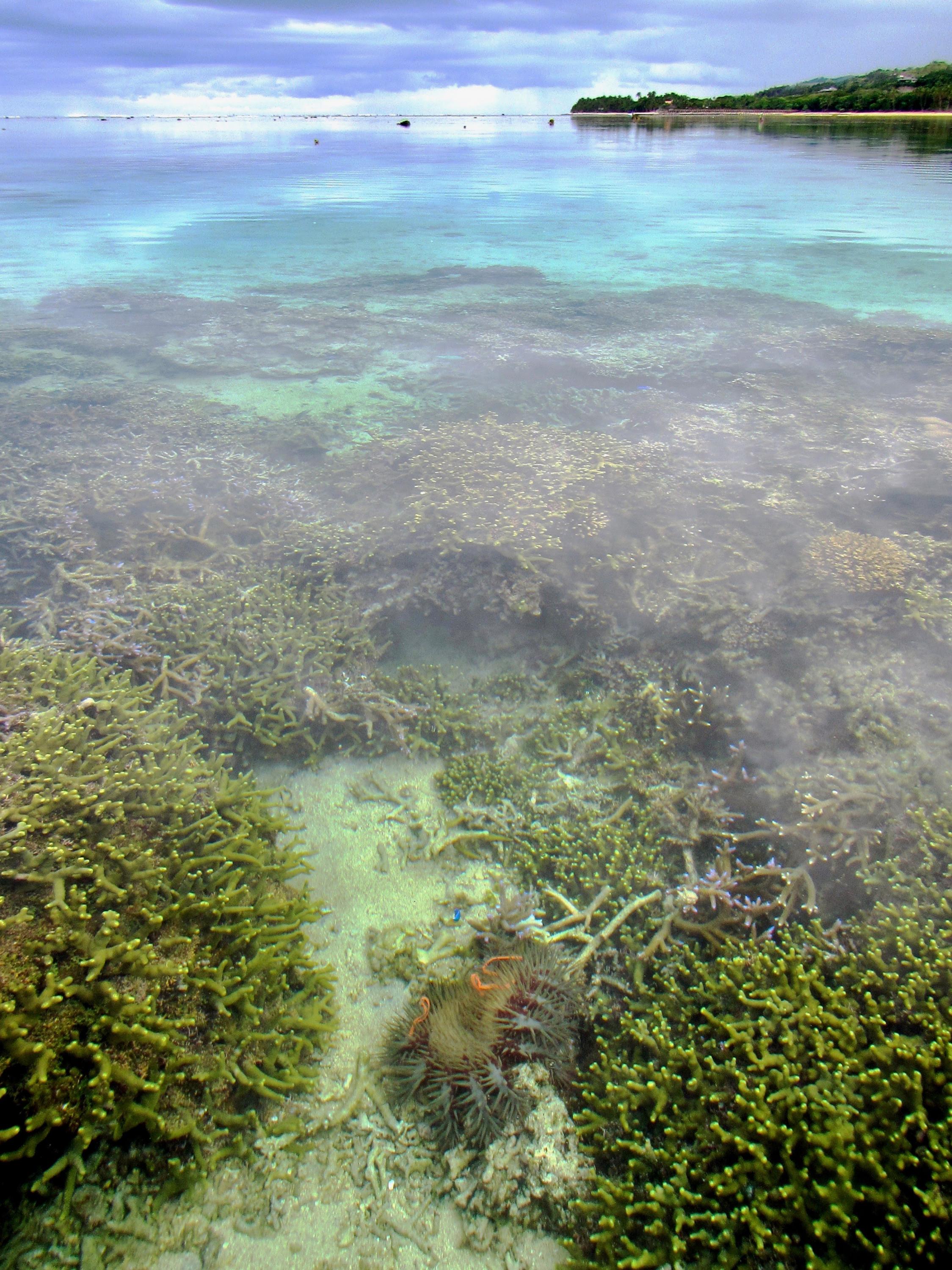 Sea star in protected area