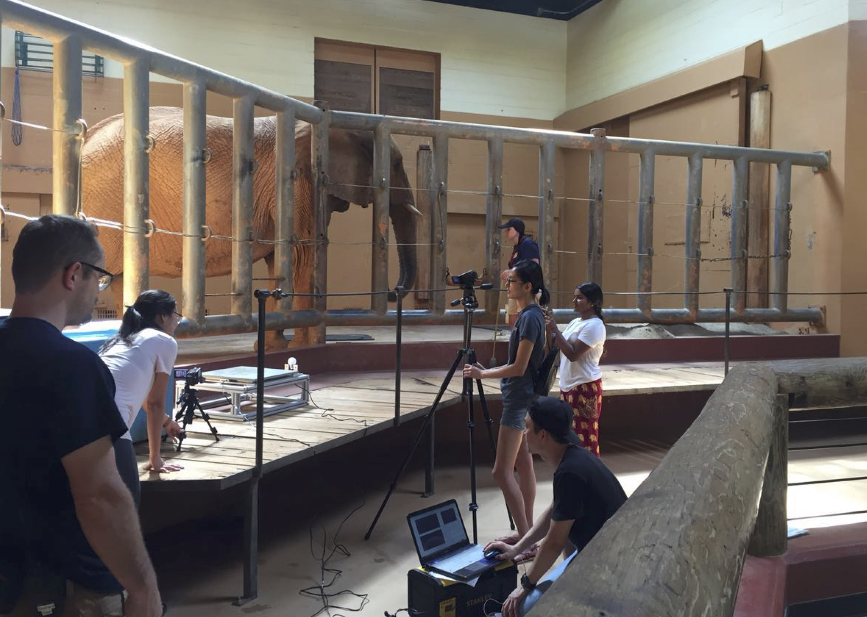 Elephant research enclosure