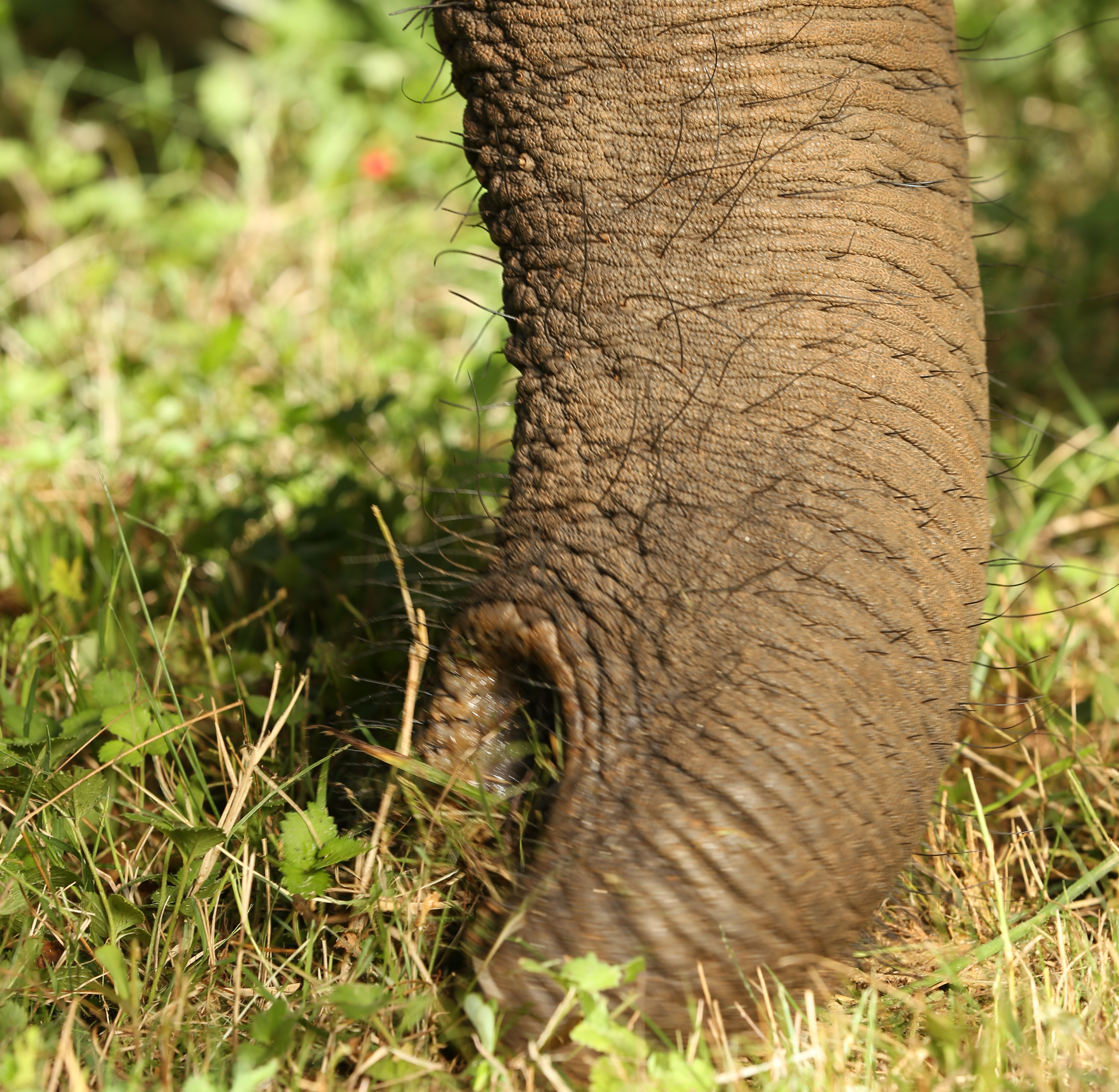 Elephant trunk