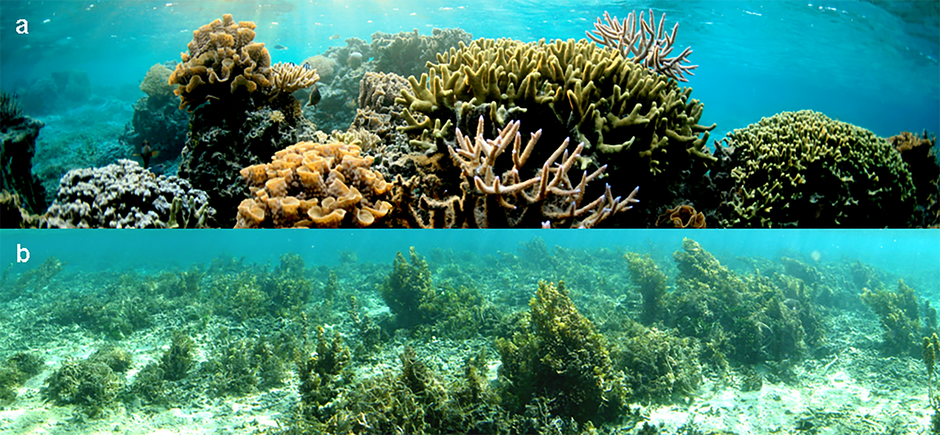 Overfished reef overgrown with seaweed