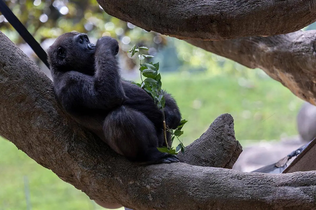 Photo credit: Adam Thompson, Zoo ATL