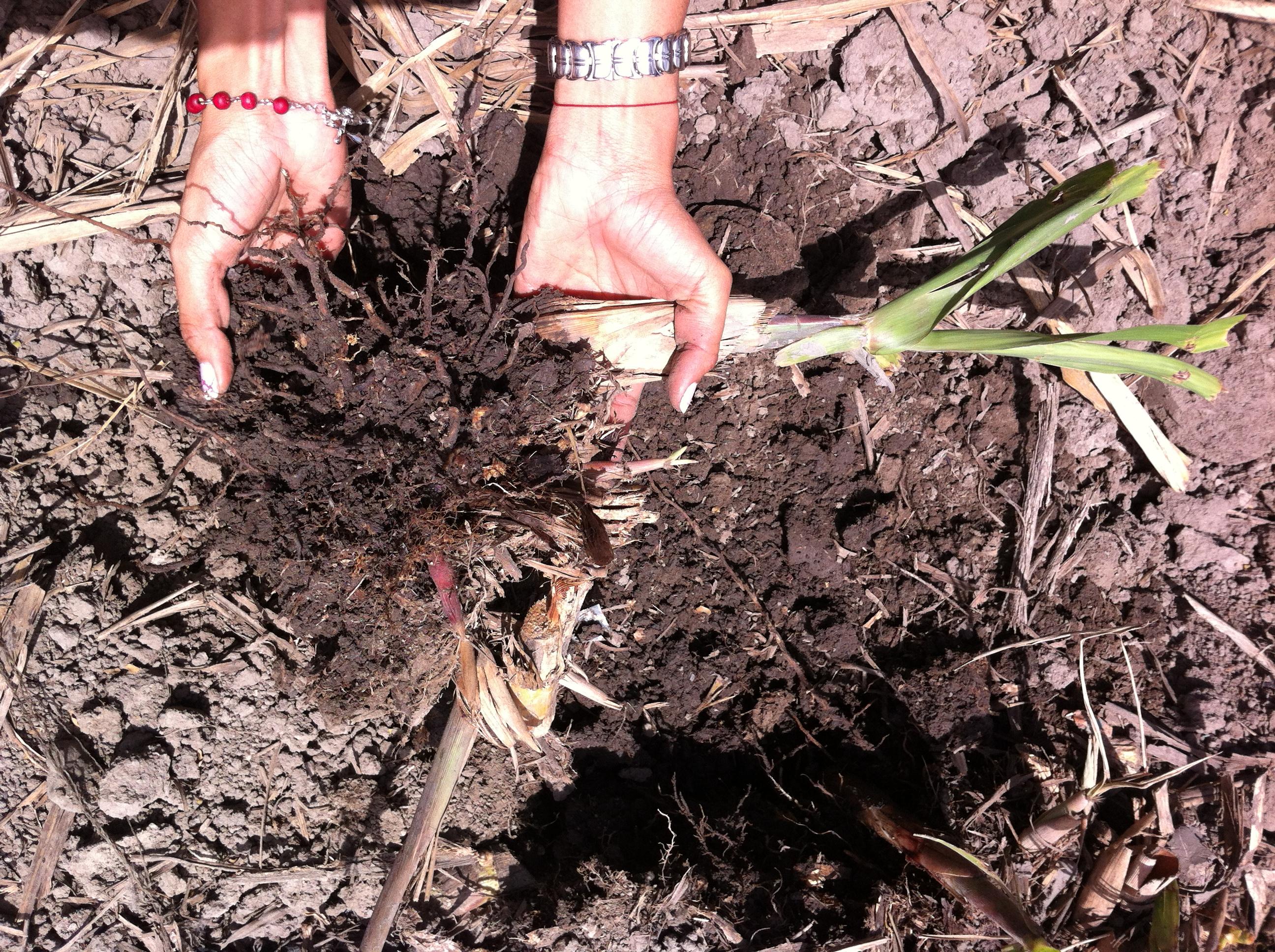 The rhizosphere is the thin strip of earth that includes the soil-root interface. (Photo by Joel Kostka)