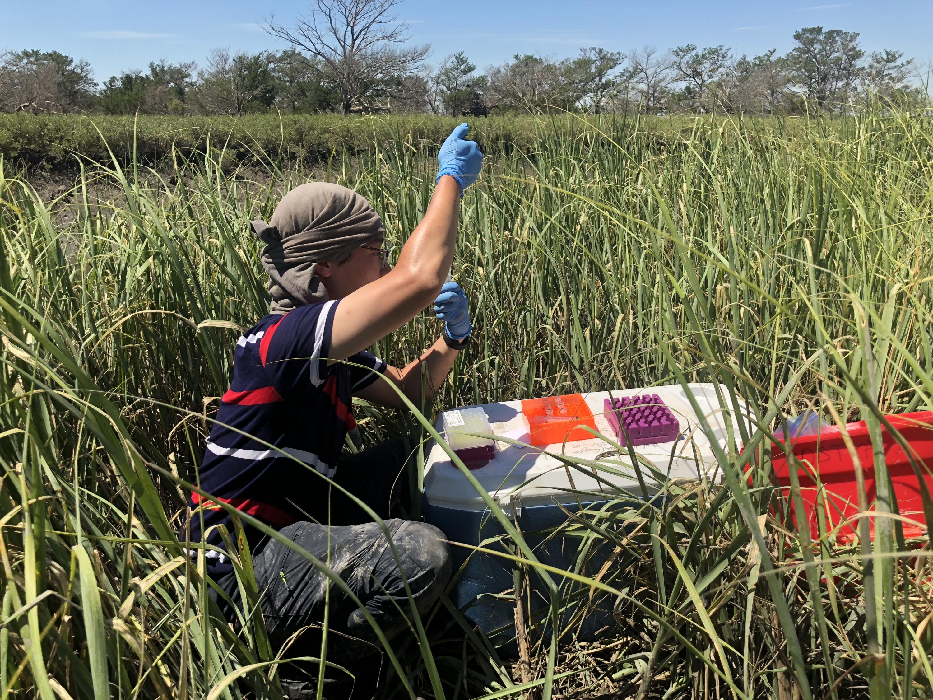 A Georgia Tech researcher samples nutrients in soil porewaters of the Dean Creek marsh. (Photo Joel Kostka)