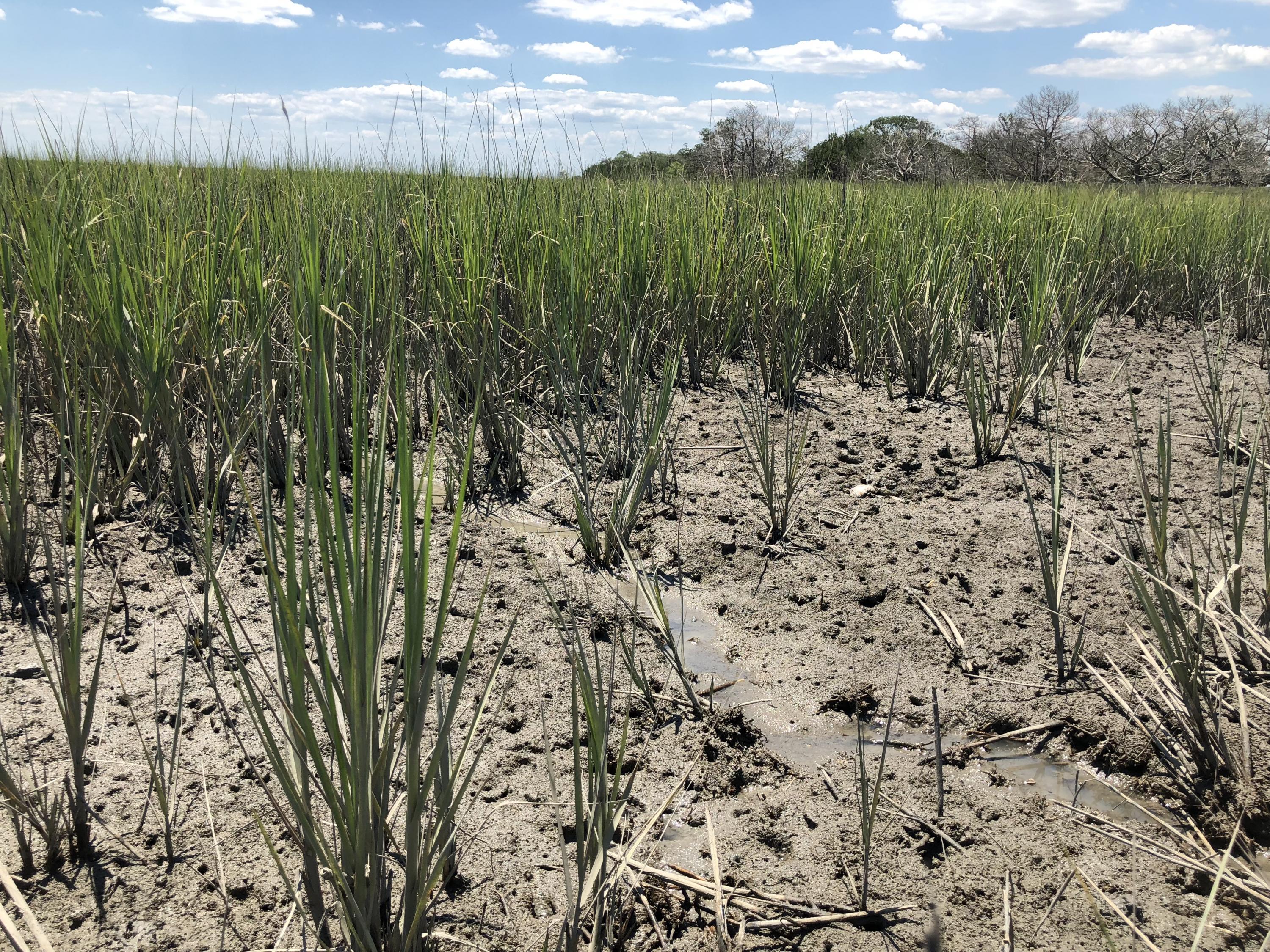 Spartina alterniflora, the dominant plant in salt marshes on the Atlantic and Gulf coasts of the U.S, in the Dean Creek marsh. (Photo Joel Kostka)