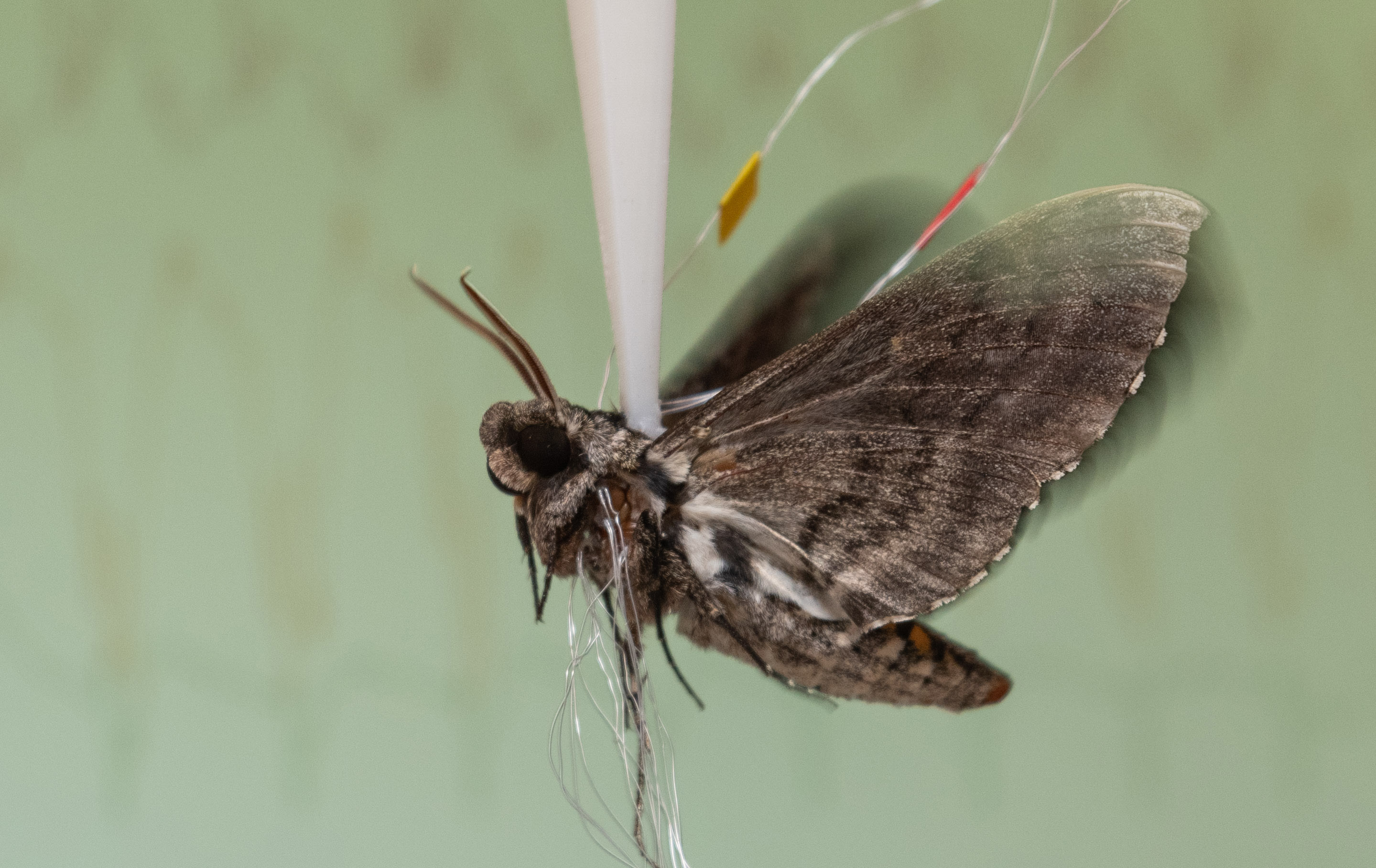 Recording hawk moth brain signals