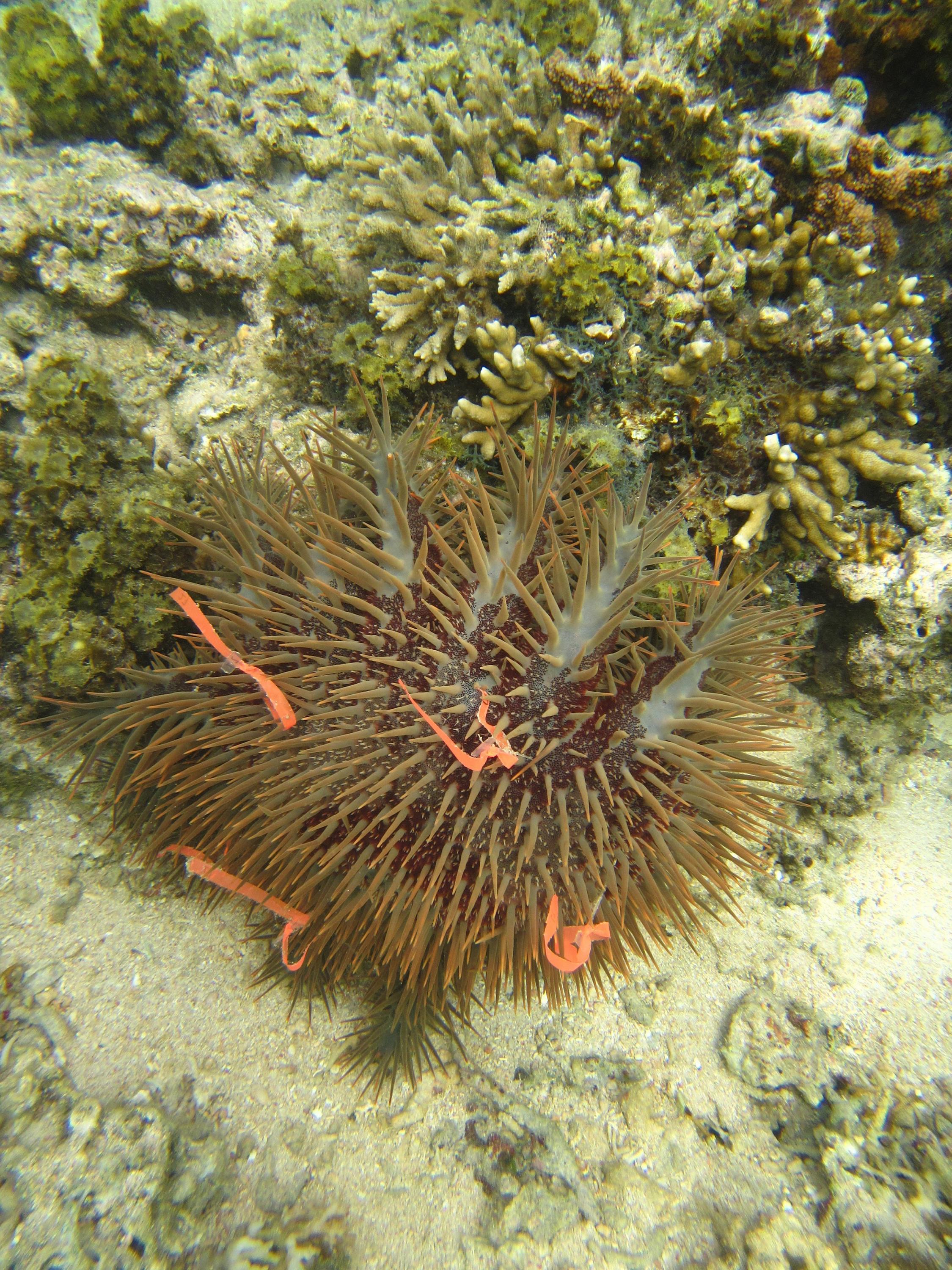 Tagged crown-of-thorns