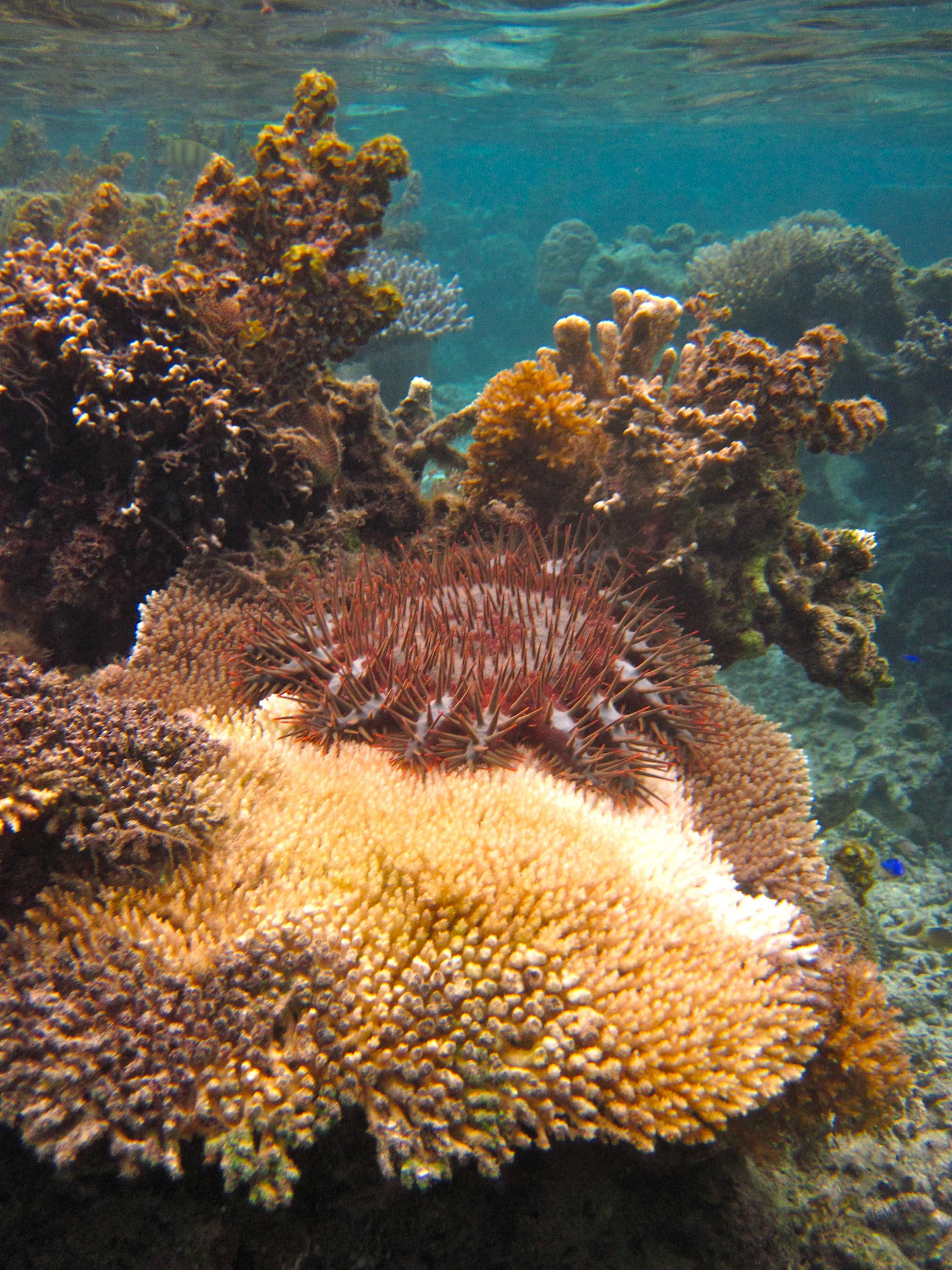 Crown-of-thorns sea star