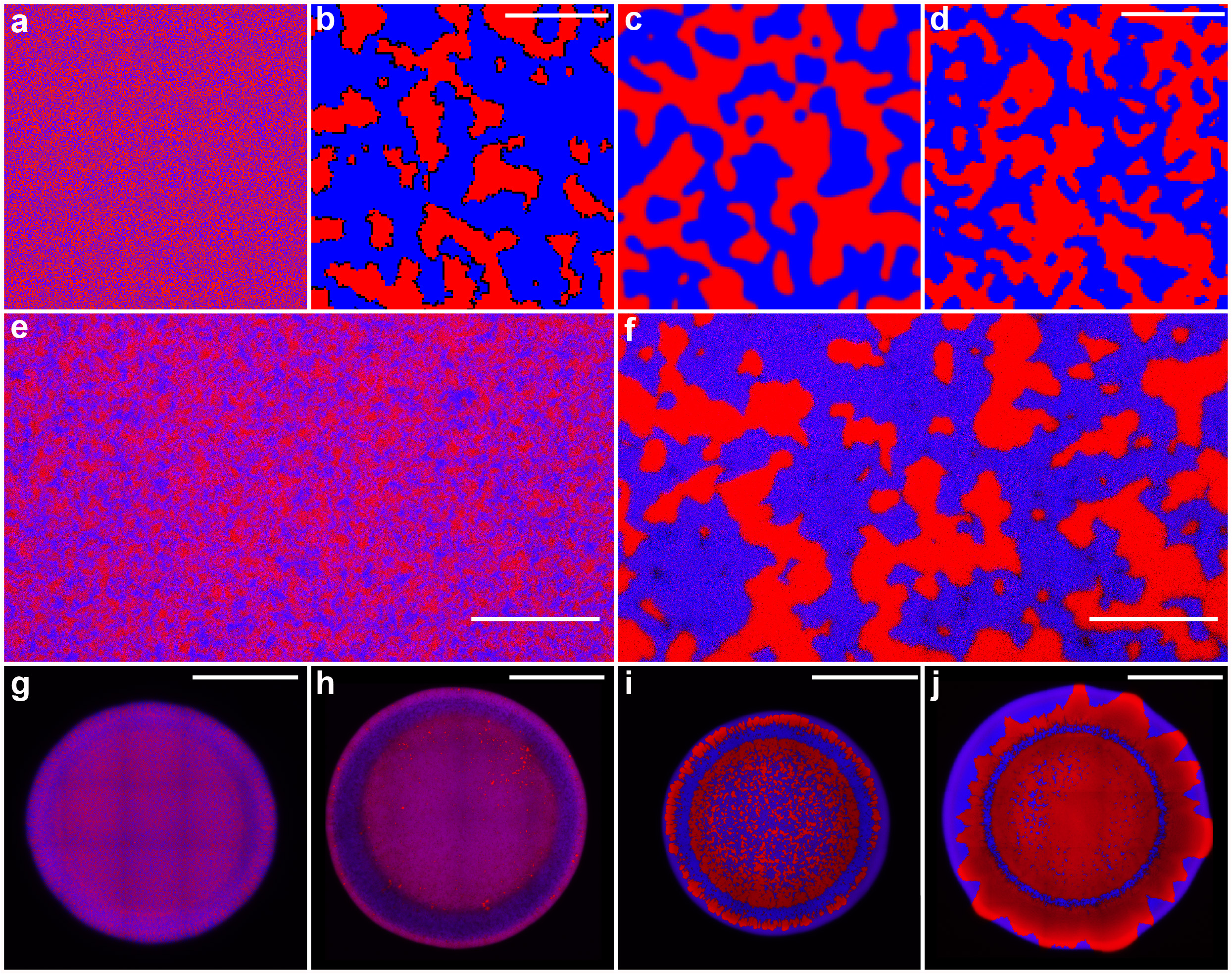 Mixed competing cholera bacteria phase separating