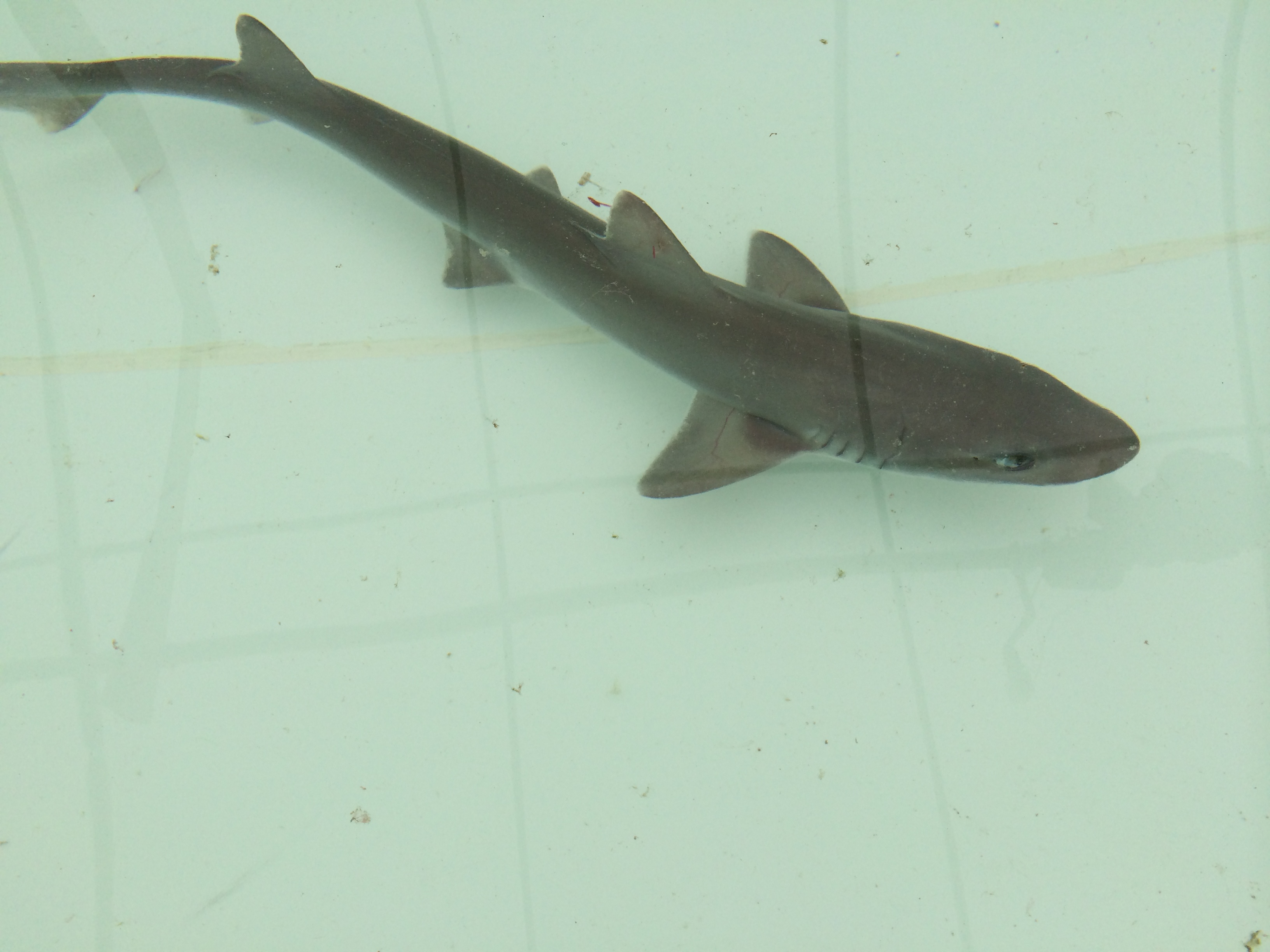 Smooth dogfish shark