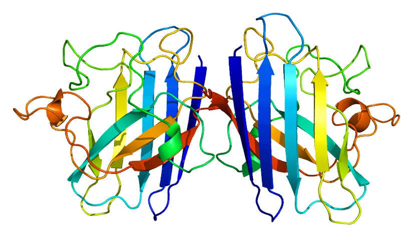 A look at the structure of the SOD1 protein. (Based on PyMOL.org rendering of PDB 1AZV.)