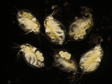 Daphnia-infected-uninfected-Metschnikowia