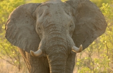 Elephant Elephant