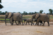 Africa is home to a diverse range of vertebrate ecosystems, including the most complete natural community of remaining terrestrial megafauna. (Photo: Jess Hunt-Ralston)