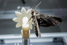 Hawk moth on robotic flower2