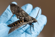 Hummingbird-sized hawk moth