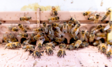 A close up of bees flying into a hive on the CU Denver campus.