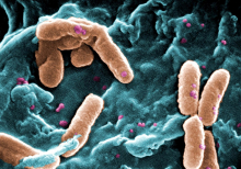 Electron microscope image of bacteria (Photo Janice Carr Wikimedia Commons).jpeg Electron microscope image of bacteria (Photo Janice Carr Wikimedia Commons).jpeg