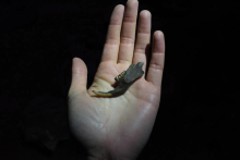 A jawbone unearthed in Natural Trap Cave, summer 2021. (Photo: Jess Hunt-Ralston)