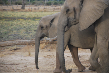 Profiles of two eastern African elephants walking side by side. (Photo: Jess Hunt-Ralston)