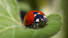 Ladybug