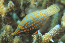 Filefish