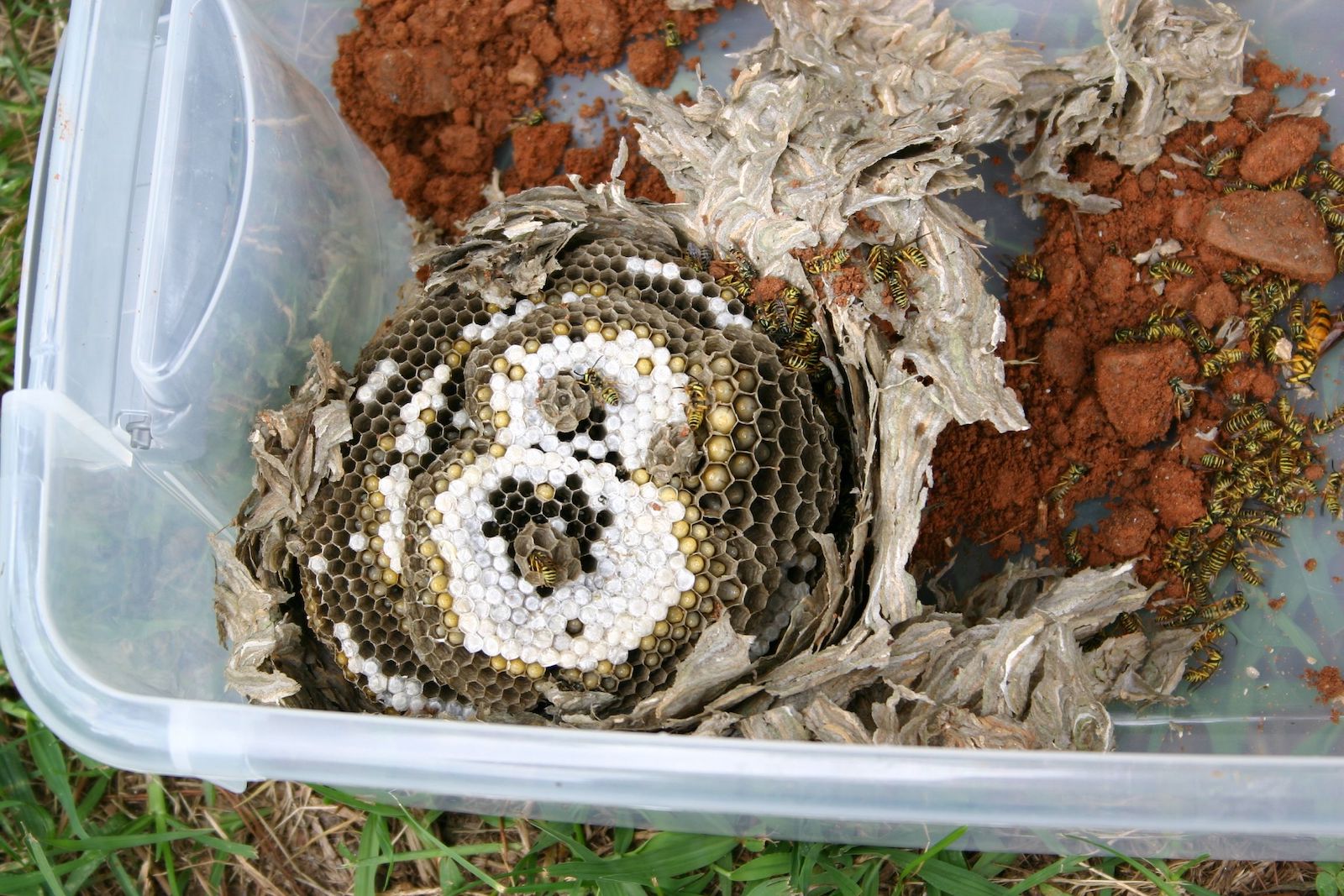 Yellow jacket nest 